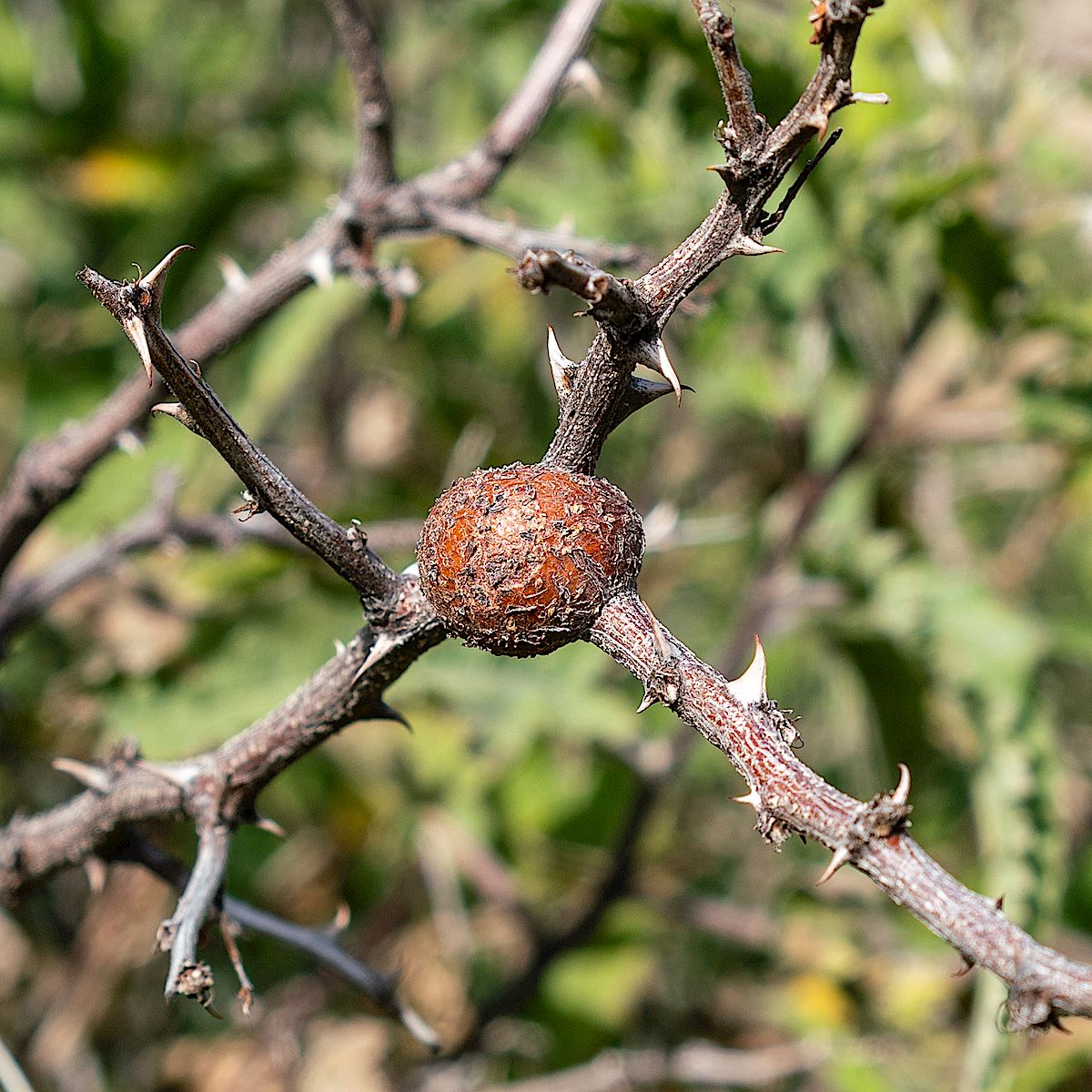 A gall on a Cat's Claw Acacia. February 2019.